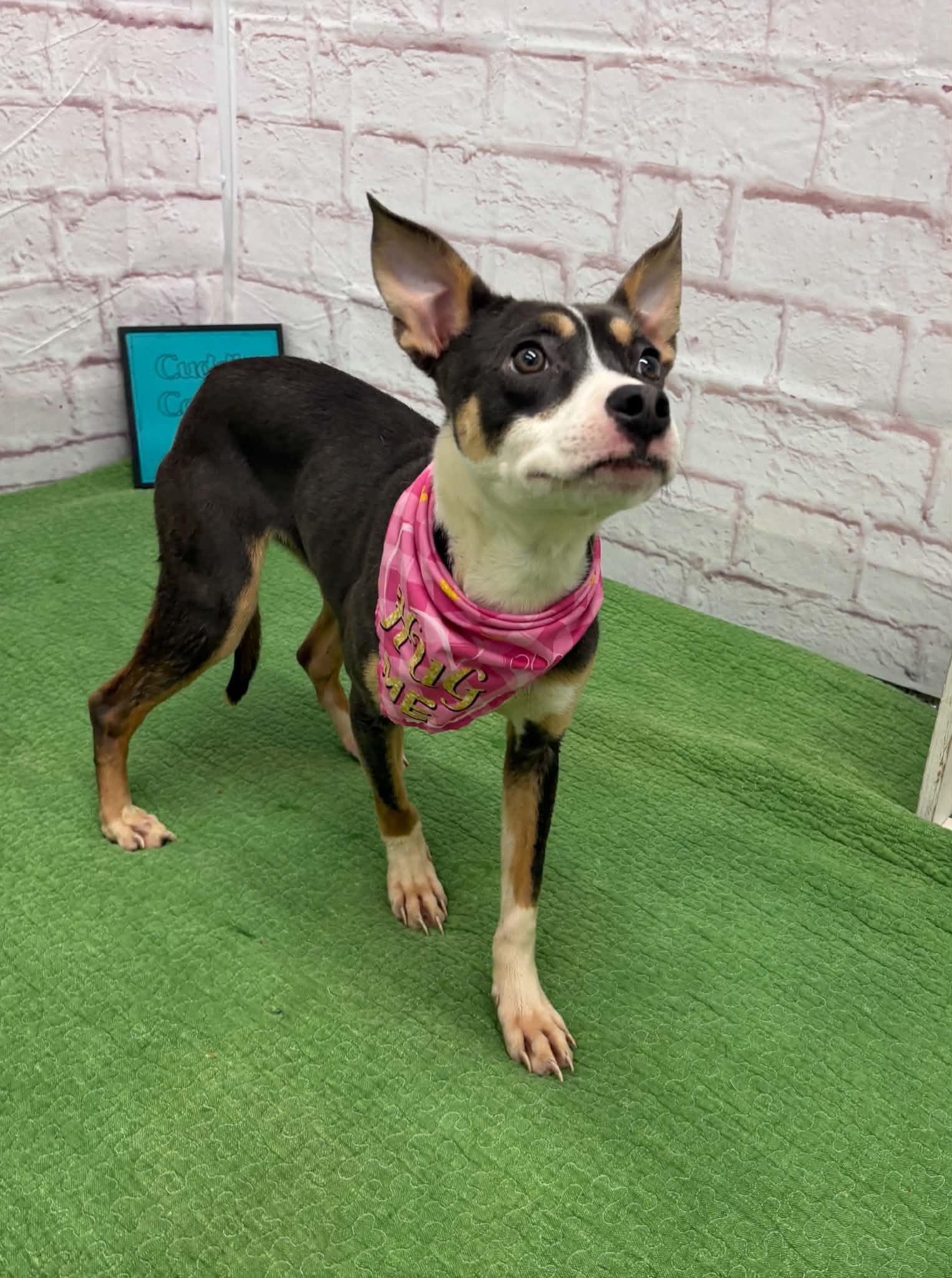 Enlarge Delilah, an adopted mixed breed in Oxford, MI image 5/6