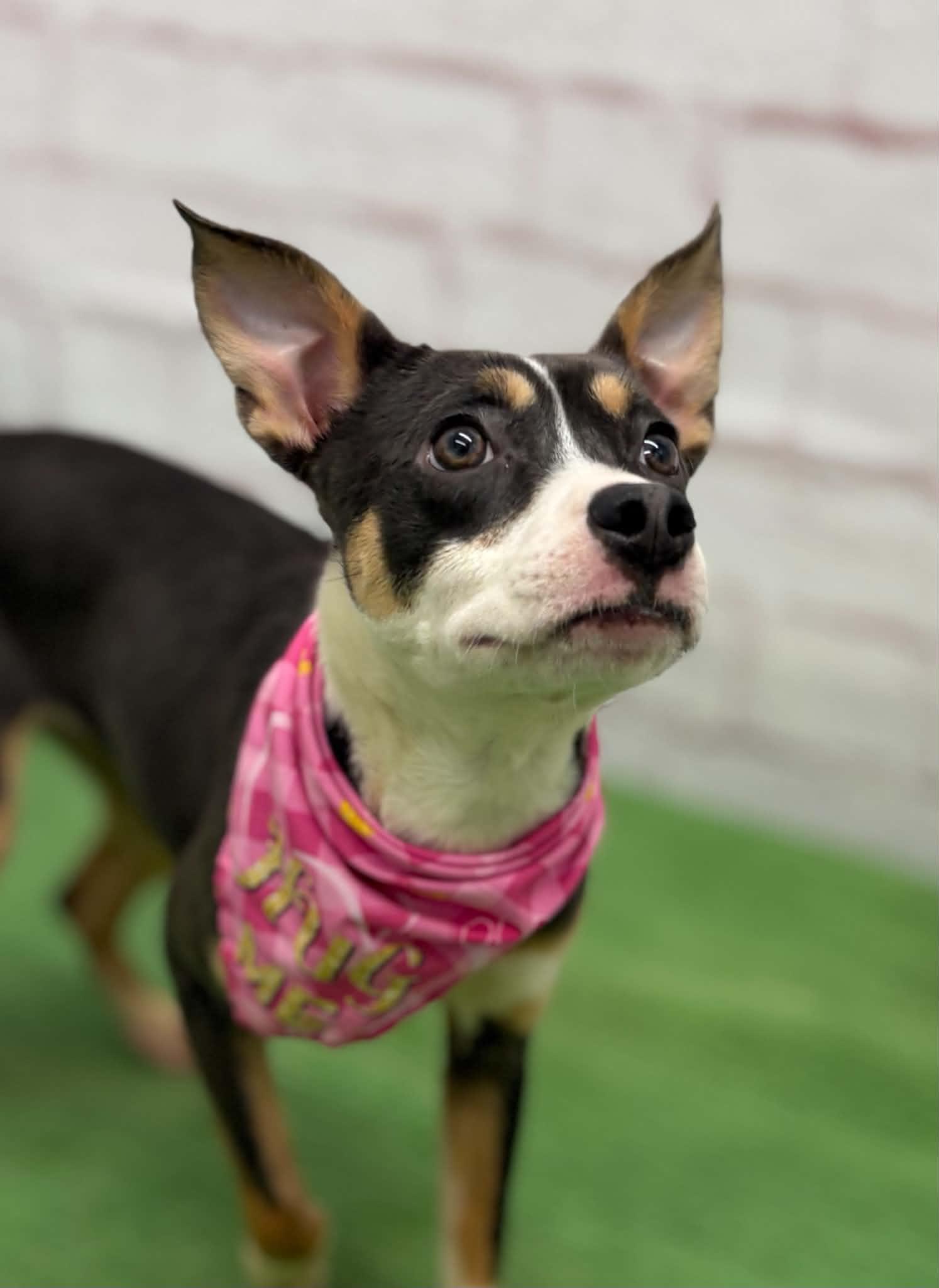 Enlarge Delilah, an adopted mixed breed in Oxford, MI image 6/6