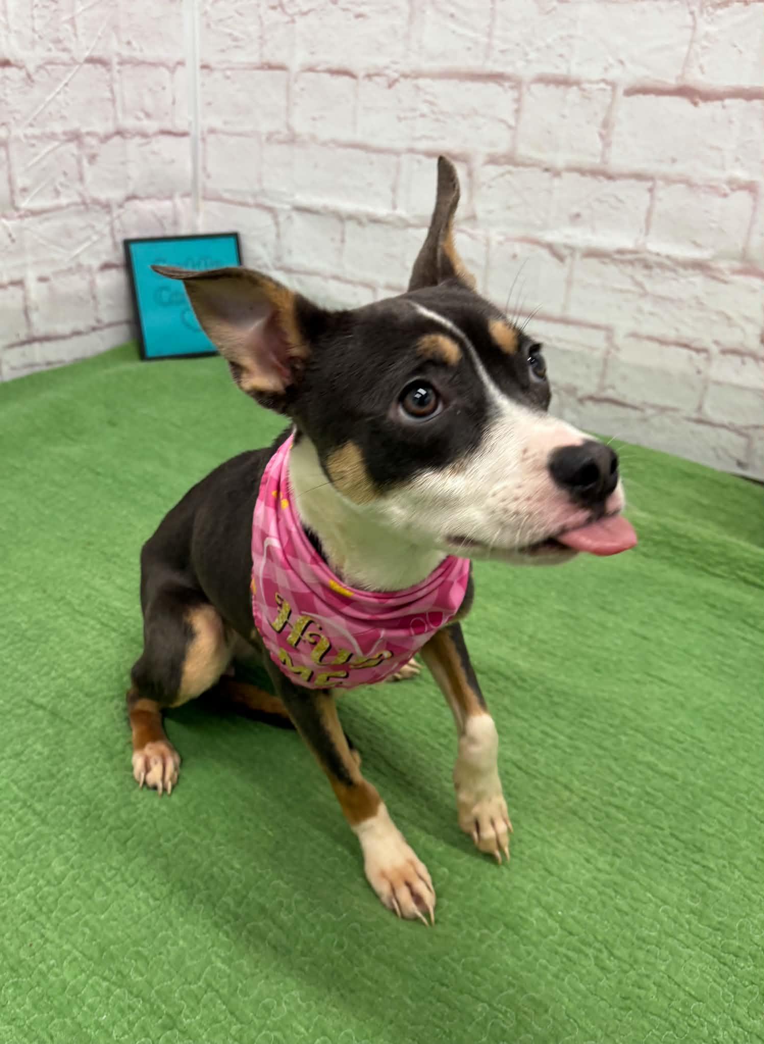Enlarge Delilah, an adopted mixed breed in Oxford, MI image 2/6