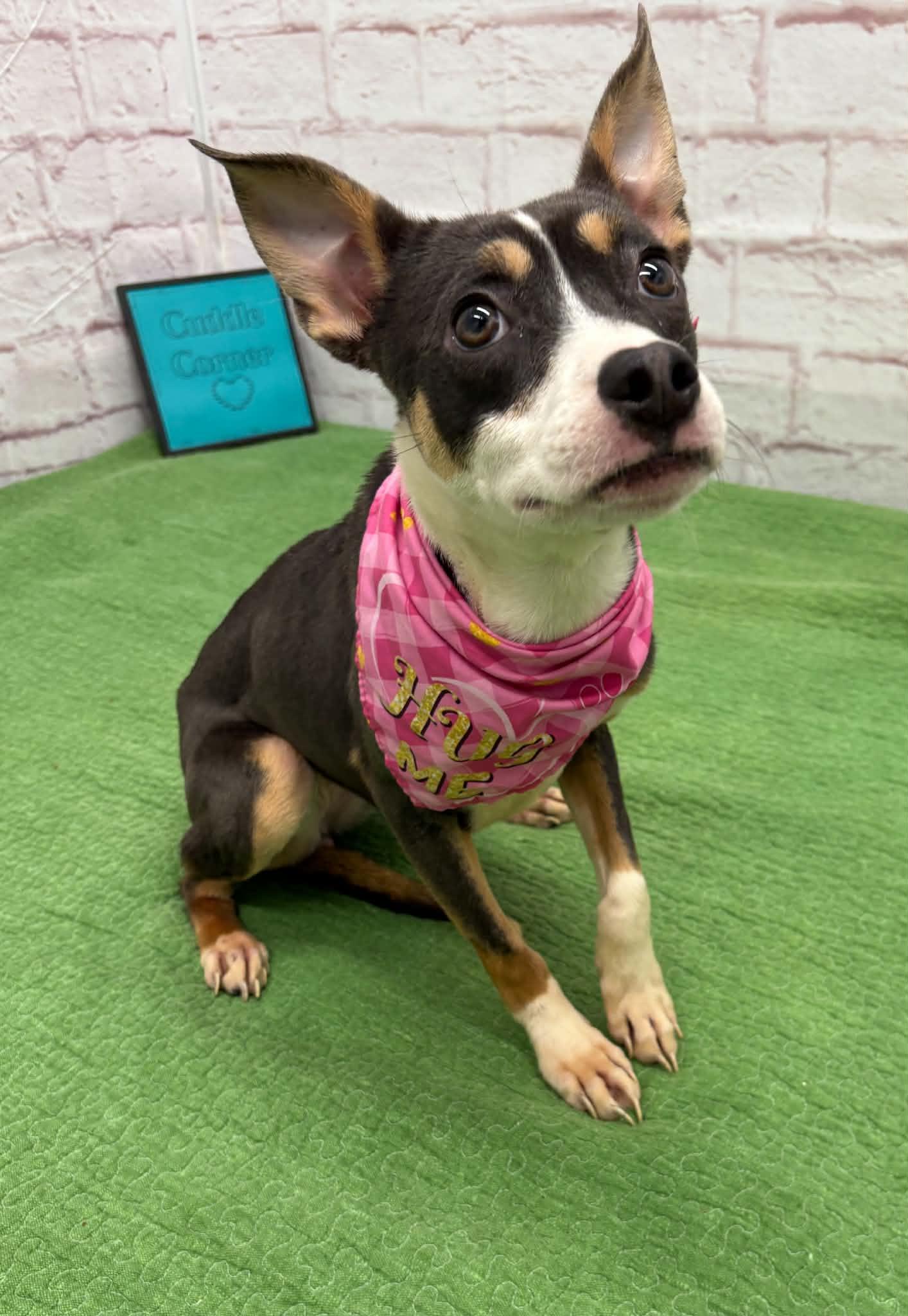 Enlarge Delilah, an adopted mixed breed in Oxford, MI image 3/6
