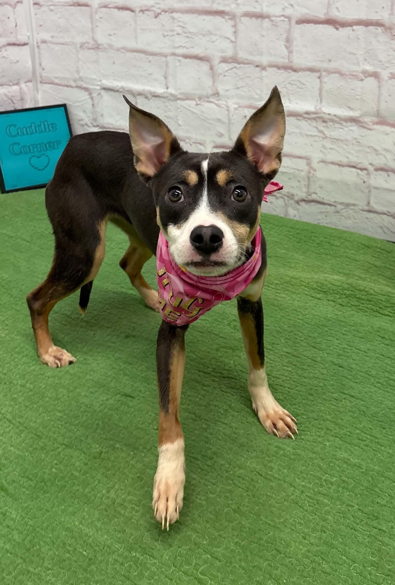 Delilah, adopted, Young Female Chihuahua & Mixed Breed.
