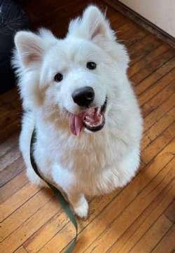 Enlarge Won Ton, a ADOPTABLE Samoyed in Sudbury, MA image 1/2
