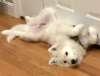 Enlarge Won Ton, a ADOPTABLE Samoyed in Sudbury, MA image 2/2