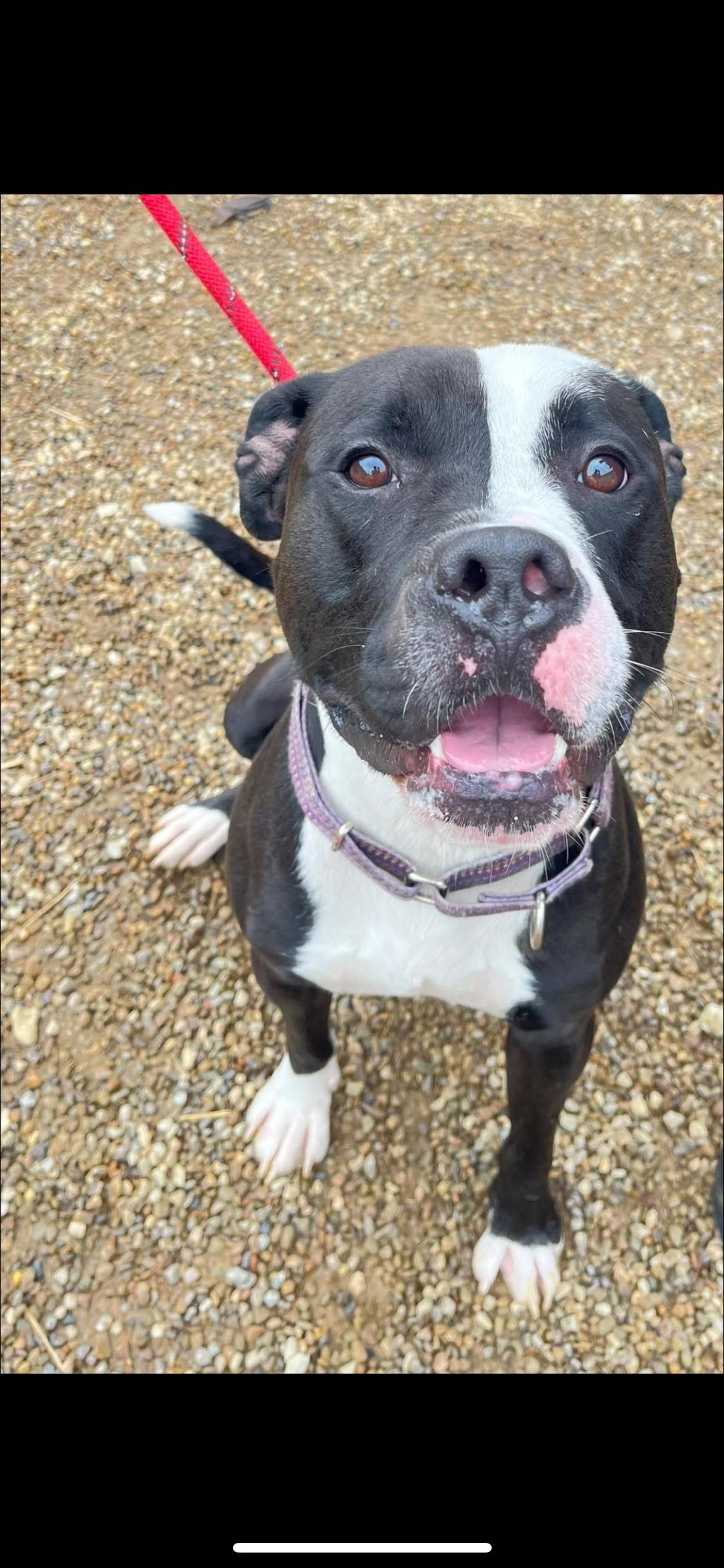 Porter, Young Male Mixed Breed