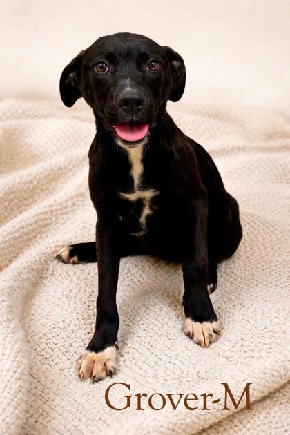Enlarge Grover, a Adoptable mixed breed in Guntersville, AL image 1/1