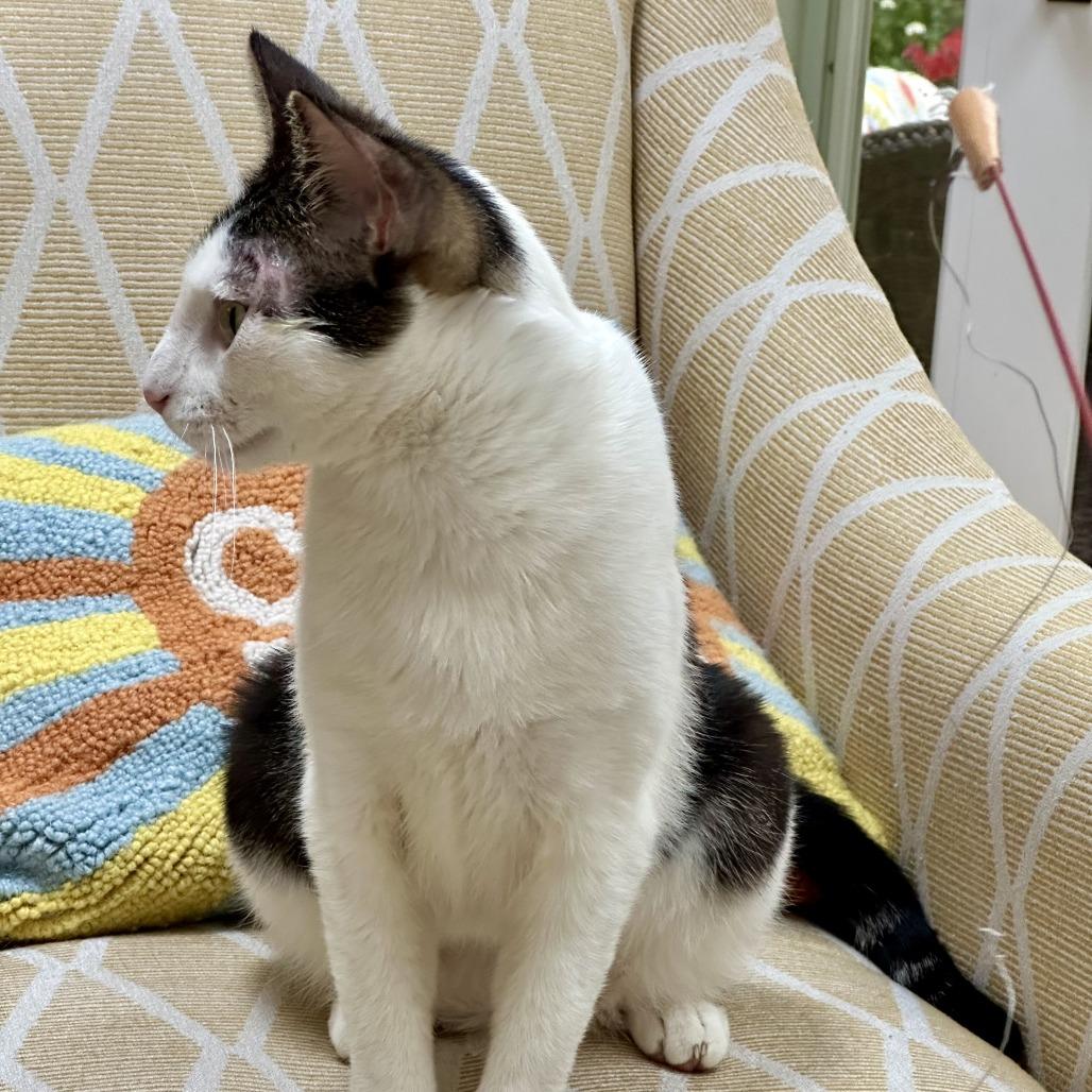 Atticus, a Adoptable Domestic Short Hair in Pleasanton, CA image 1/6