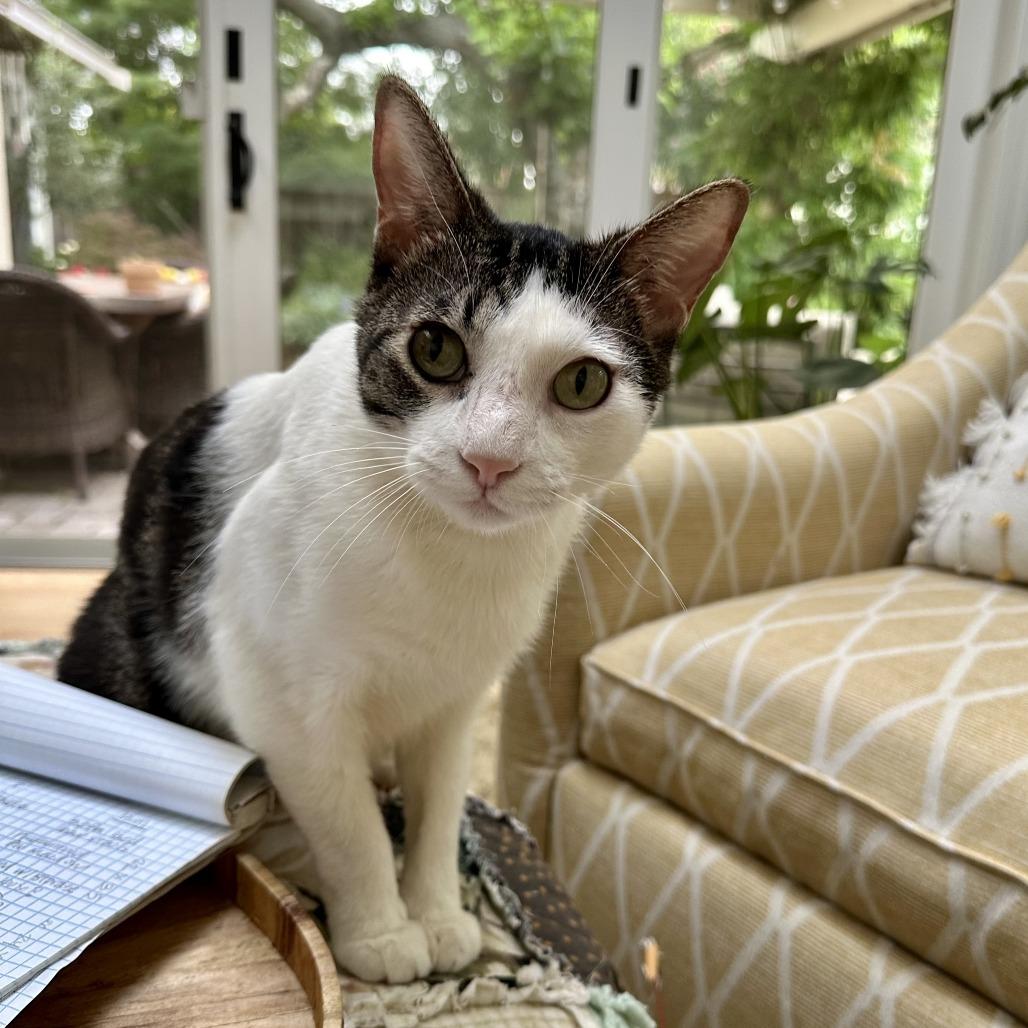 Atticus, a Adoptable Domestic Short Hair in Pleasanton, CA image 2/6