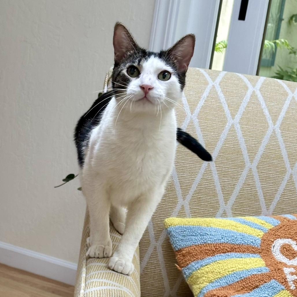 Atticus, a Adoptable Domestic Short Hair in Pleasanton, CA image 3/6