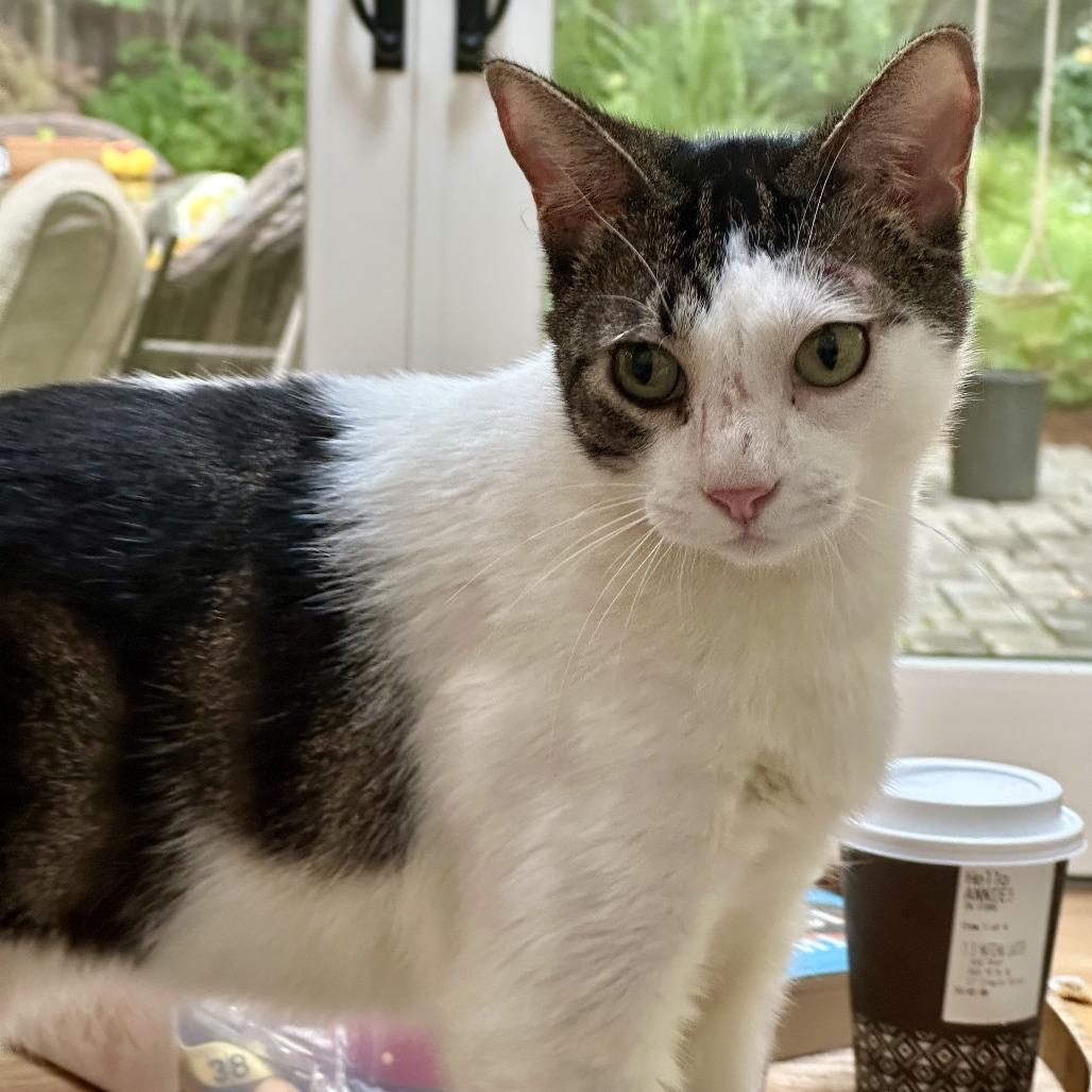 Atticus, a Adoptable Domestic Short Hair in Pleasanton, CA image 4/6