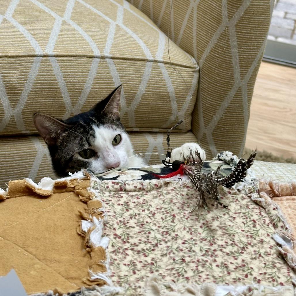 Atticus, a Adoptable Domestic Short Hair in Pleasanton, CA image 5/6