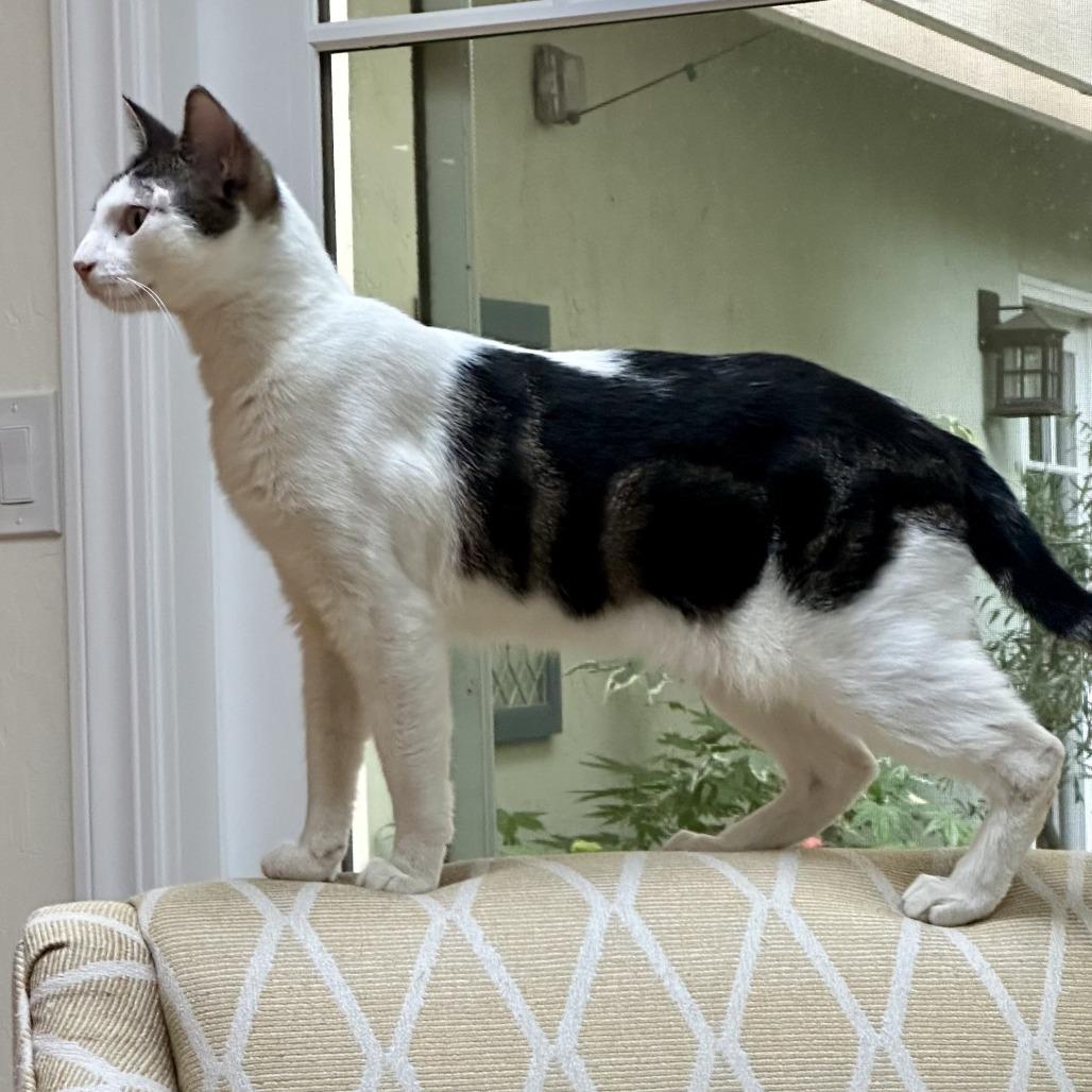 Atticus, a Adoptable Domestic Short Hair in Pleasanton, CA image 6/6