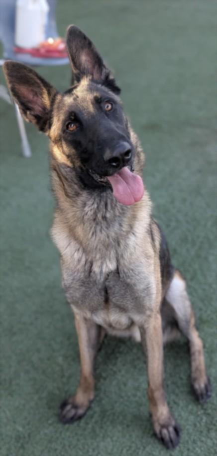Champ, Adoptable, Young Male Belgian Shepherd / Malinois.