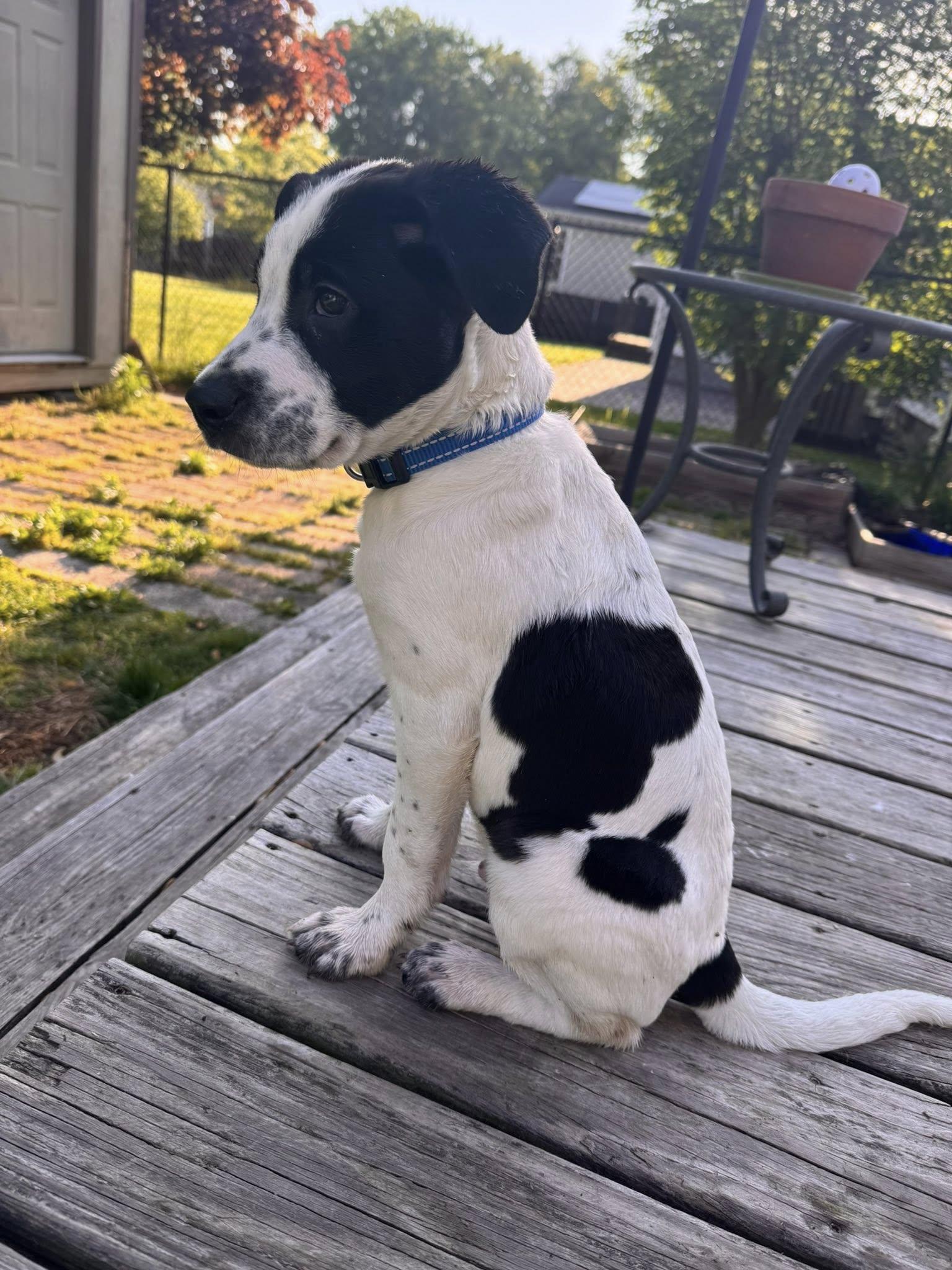 Enlarge Wrangler, a ADOPTABLE mixed breed in Torrington, CT image 3/6