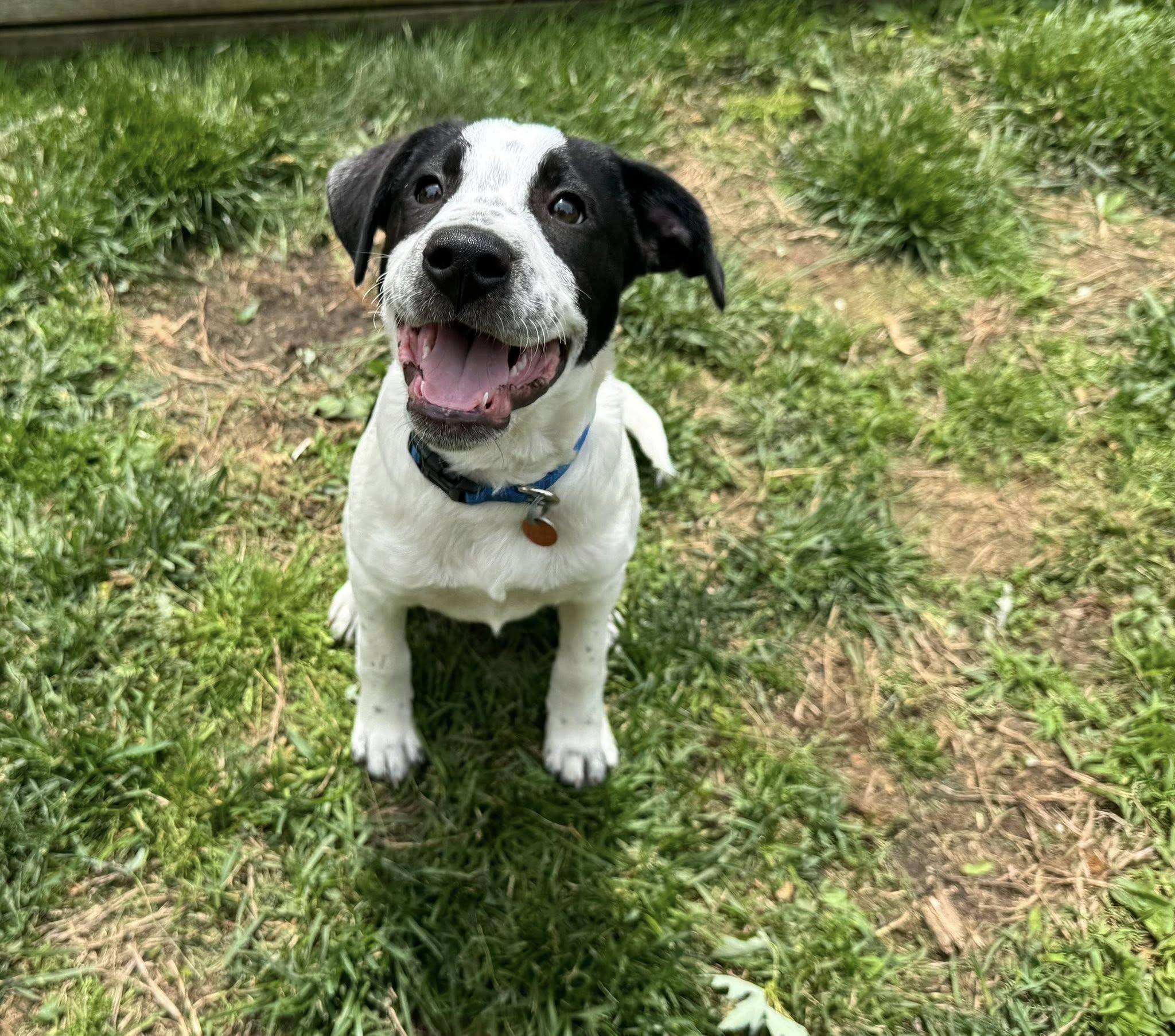 Wrangler, ADOPTABLE, Puppy Male Hound.