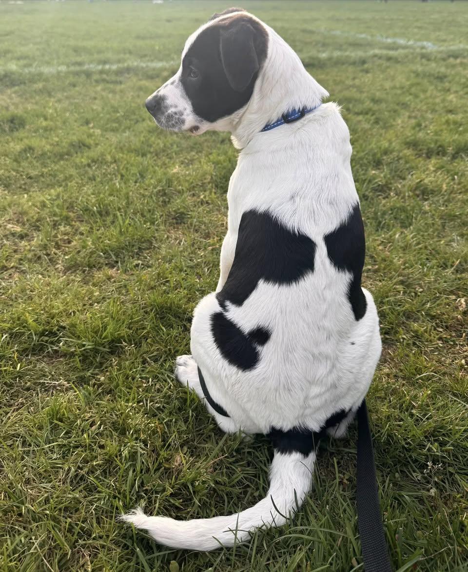 Enlarge Wrangler, a ADOPTABLE mixed breed in Torrington, CT image 4/6