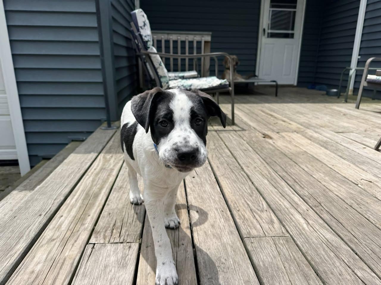 Enlarge Wrangler, a ADOPTABLE mixed breed in Torrington, CT image 5/6