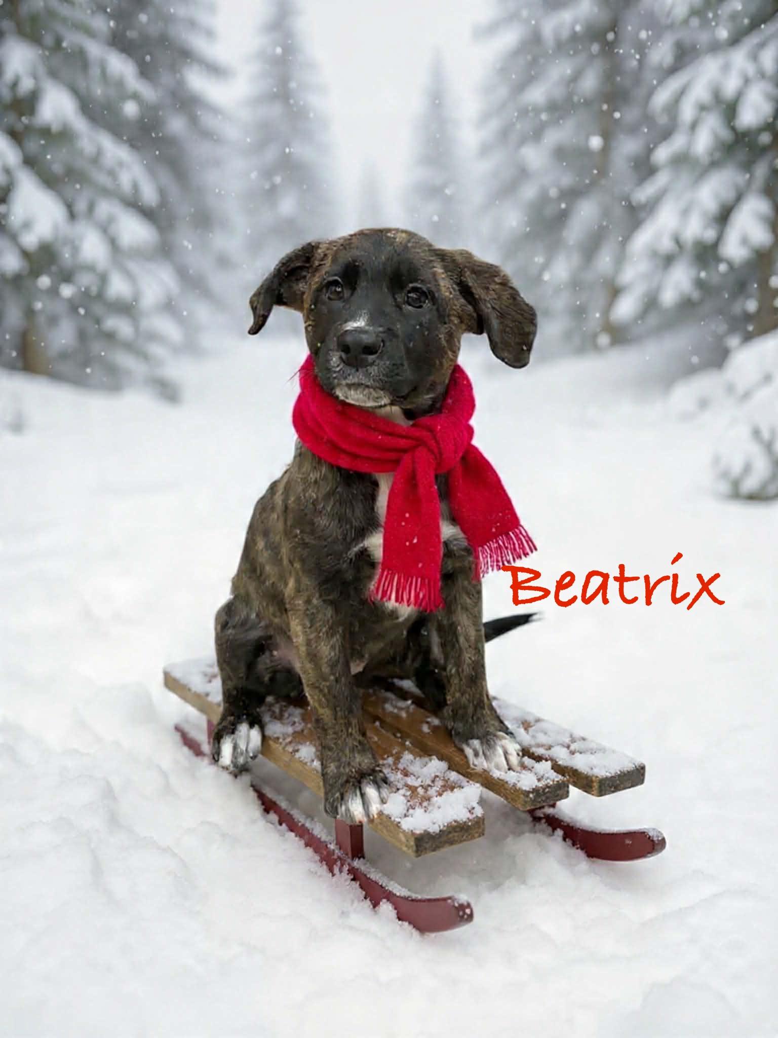 Beatrix, Adoptable, Puppy Female Labrador Retriever & Mountain Cur.