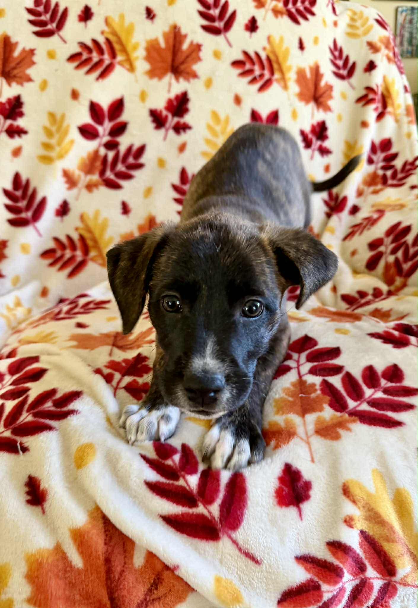 Beatrix, a Adoptable mixed breed in Hatfield, PA image 1/6