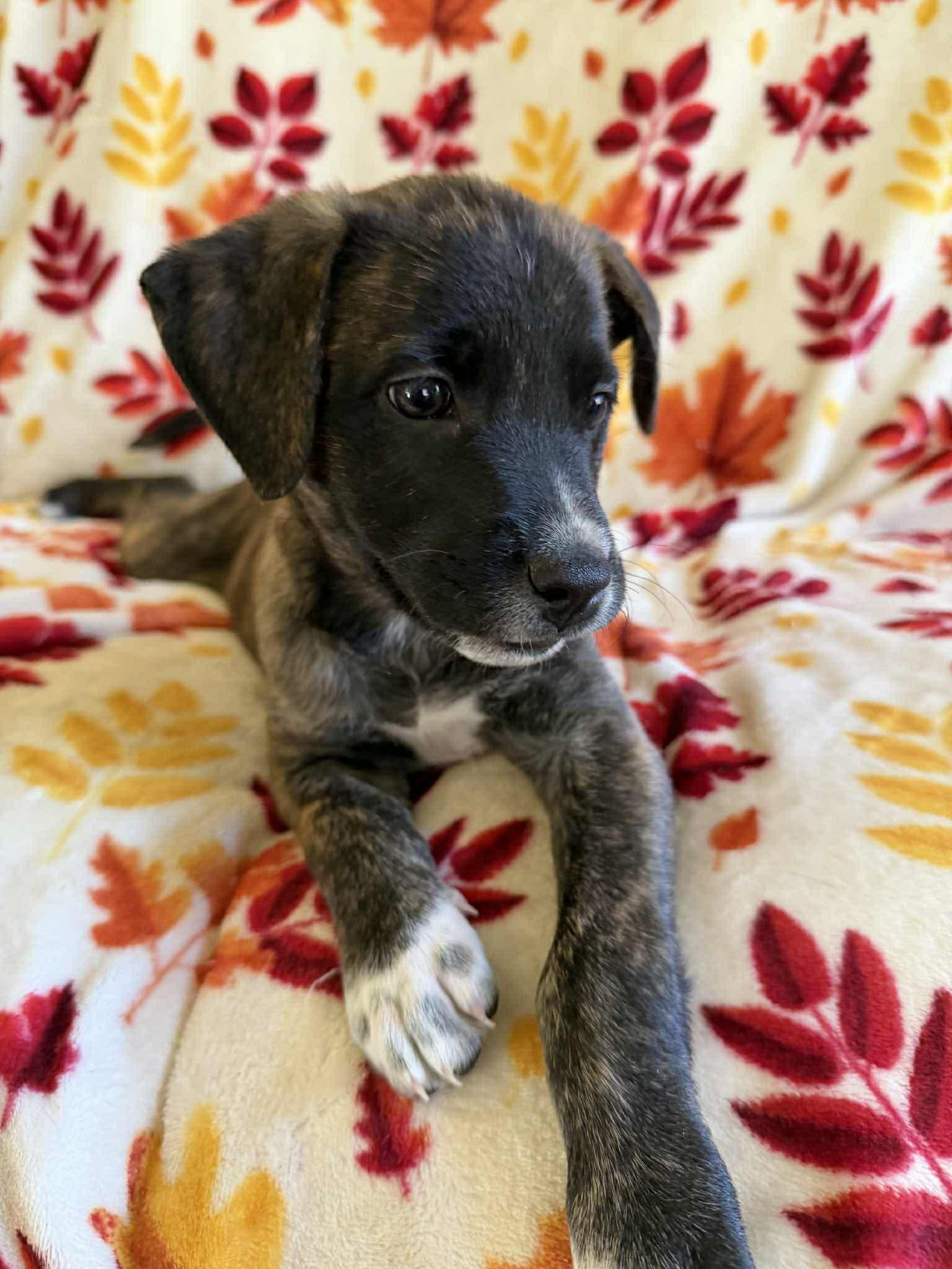 Beatrix, a Adoptable mixed breed in Hatfield, PA image 2/6