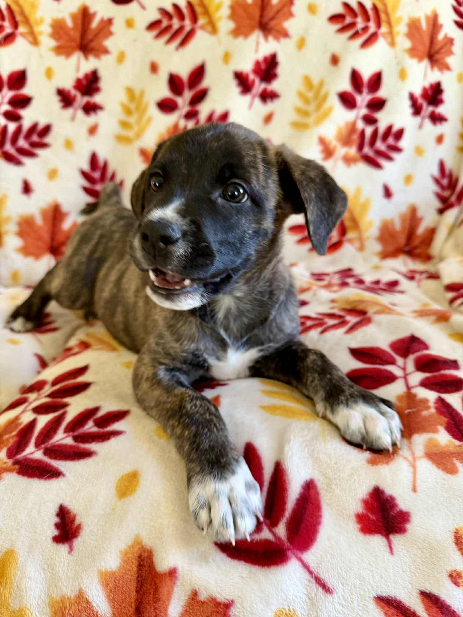 Beatrix, a Adoptable mixed breed in Hatfield, PA image 3/6