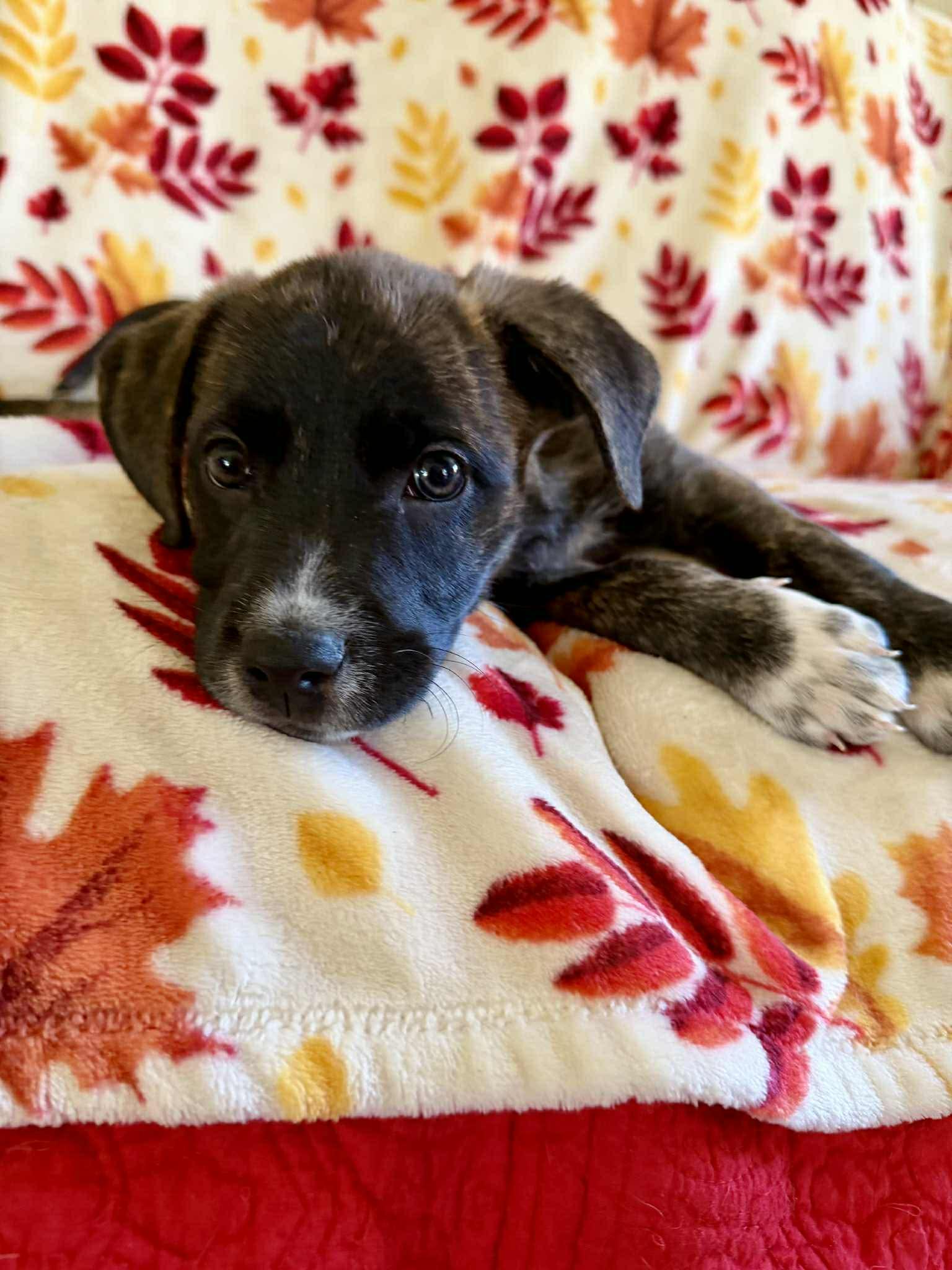 Beatrix, a Adoptable mixed breed in Hatfield, PA image 4/6