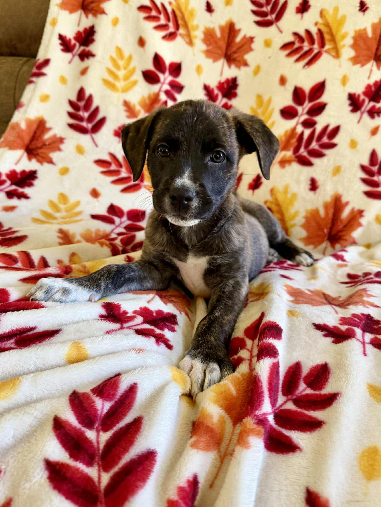 Beatrix, a Adoptable mixed breed in Hatfield, PA image 5/6