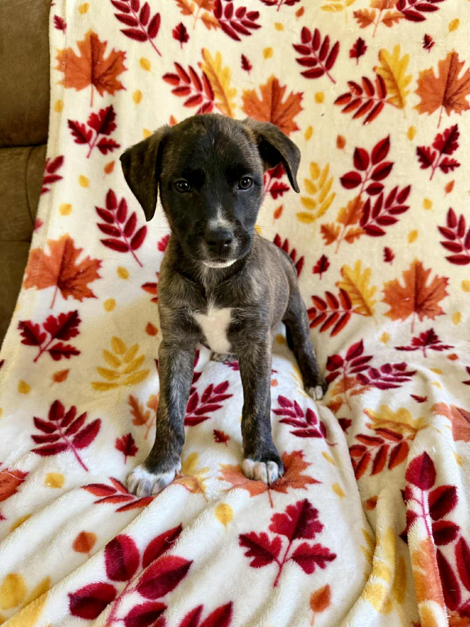 Beatrix, a Adoptable mixed breed in Hatfield, PA image 6/6