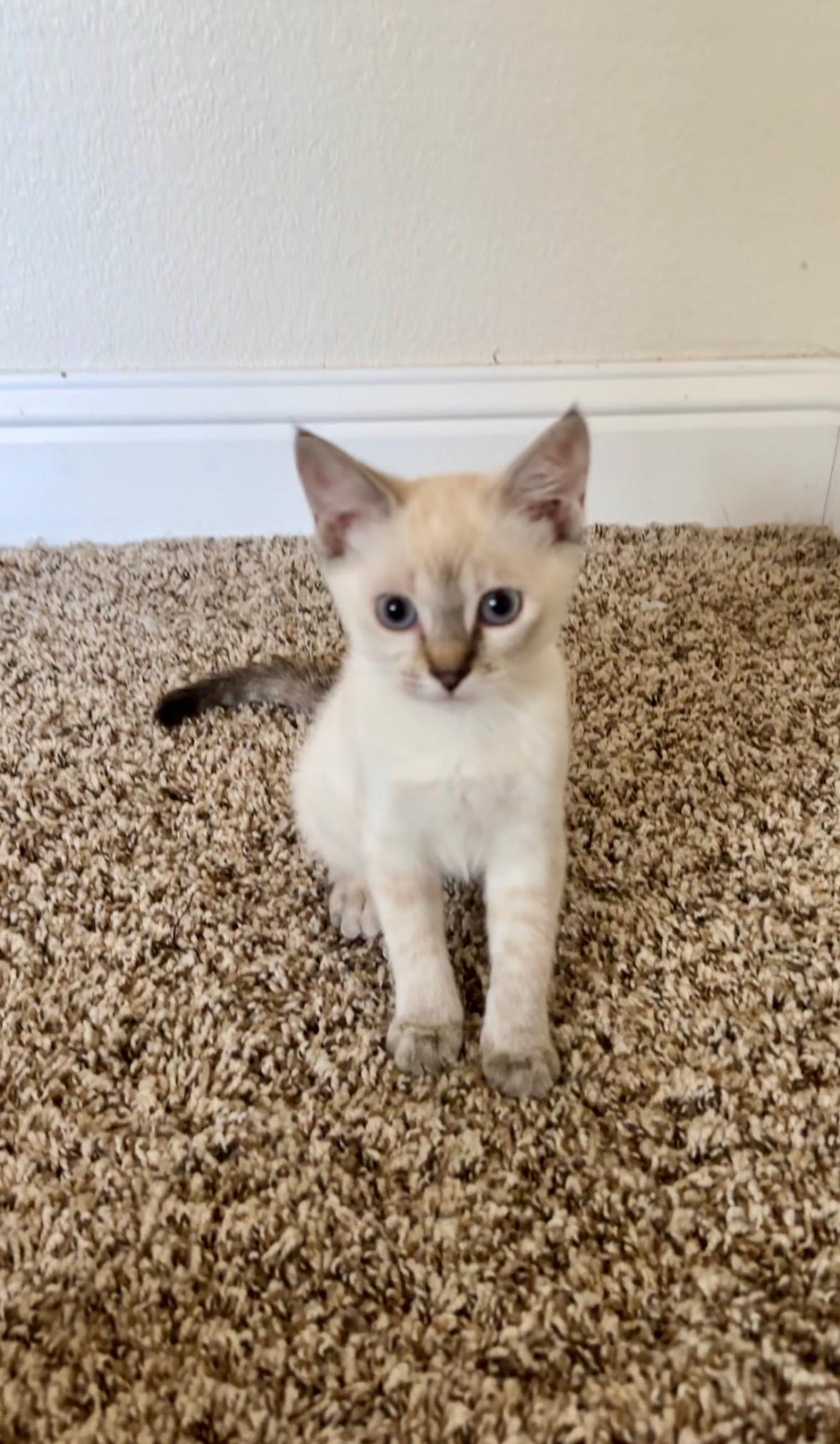 Photo of Baby Female Siamese Lilac Point