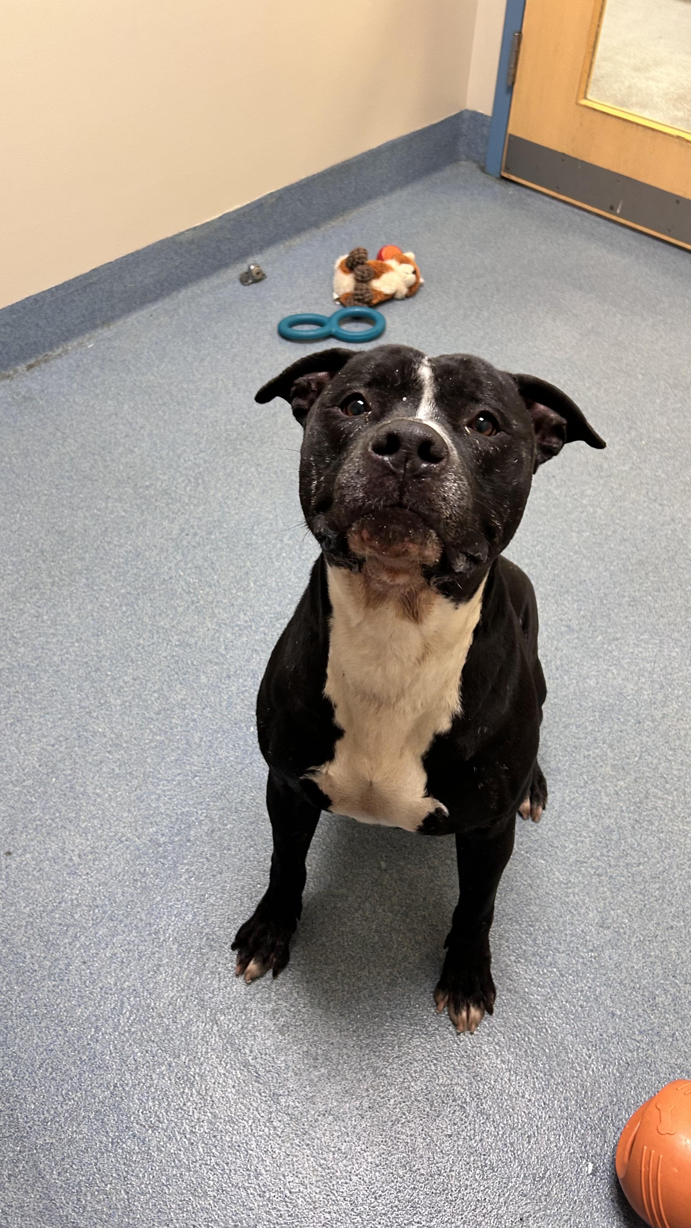 Cosmo, Adoptable, Adult Male Pit Bull Terrier.