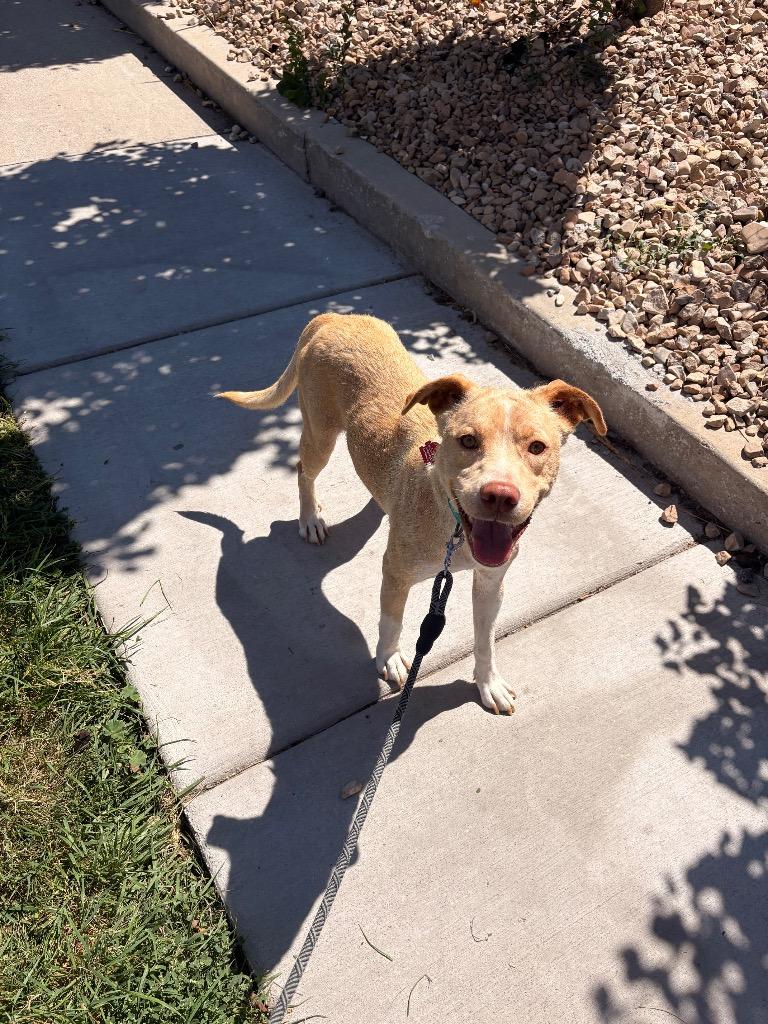 Enlarge Poppy, a Adoptable mixed breed in Heber City, UT image 1/2