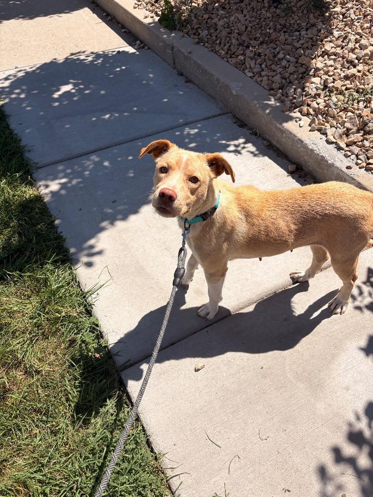 Enlarge Poppy, a Adoptable mixed breed in Heber City, UT image 2/2