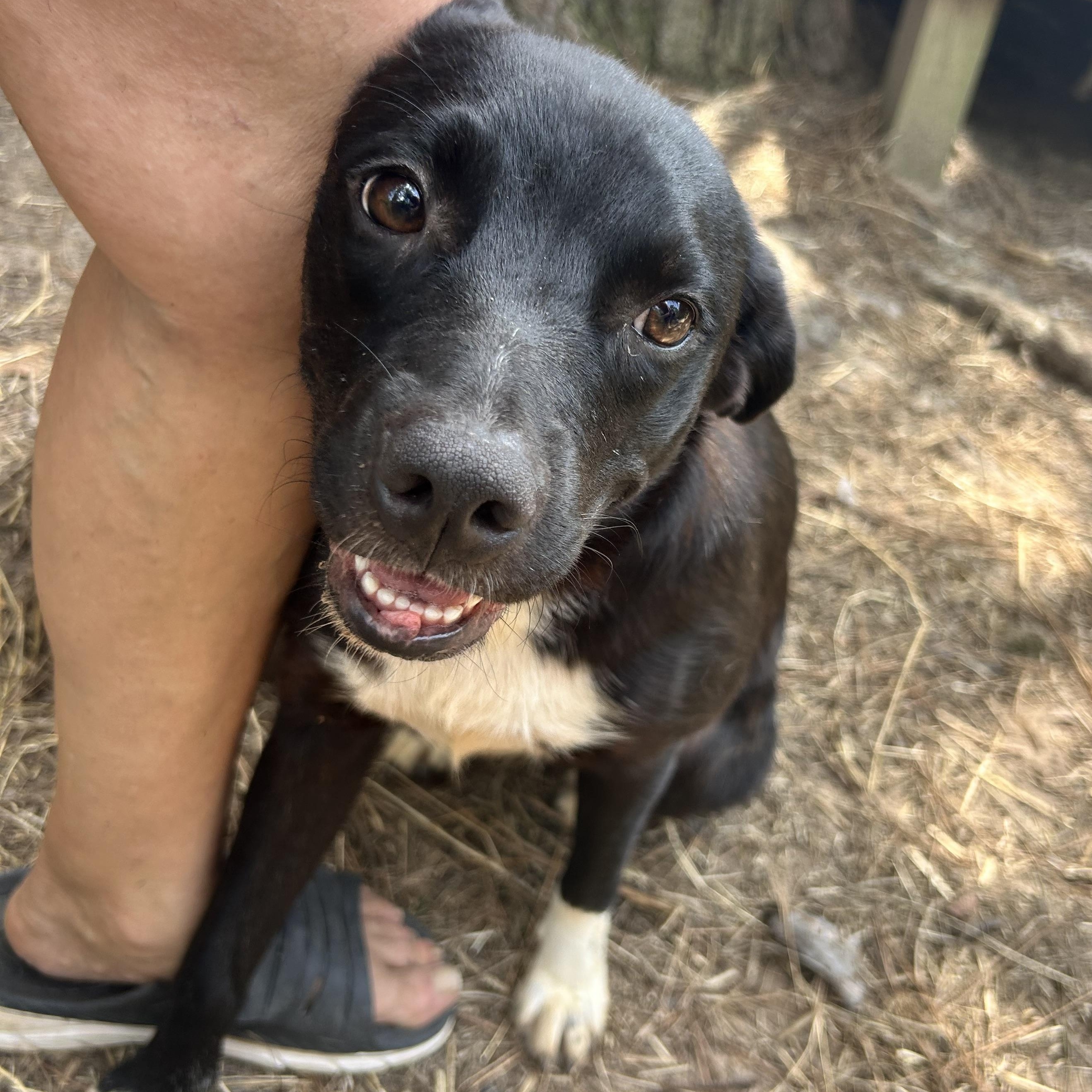 Tessa, a Adoptable mixed breed in Bryan, TX image 4/6