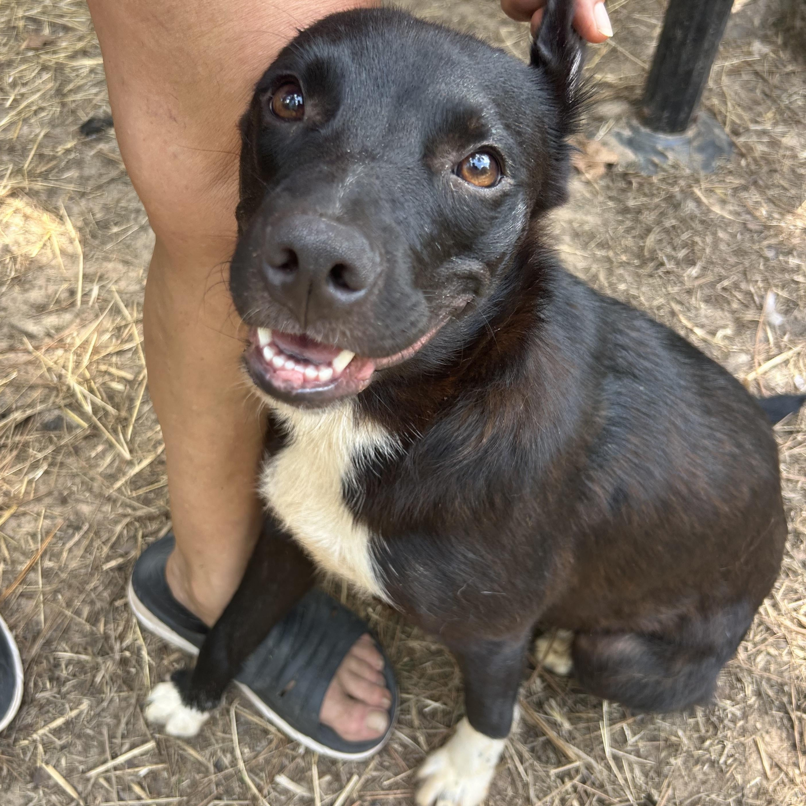 Tessa, a Adoptable mixed breed in Bryan, TX image 2/6