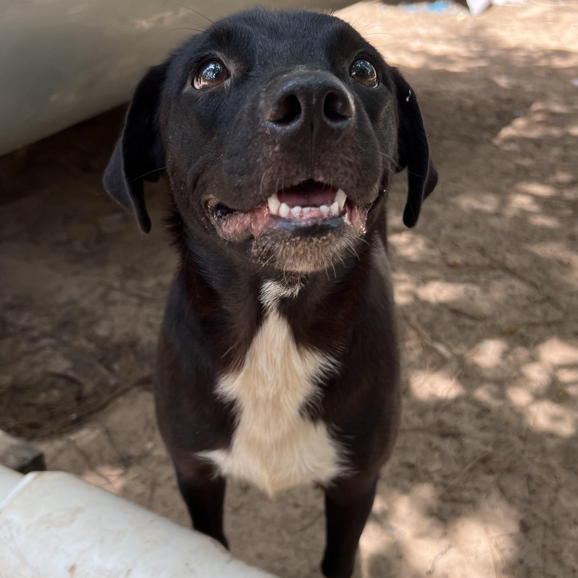 Tessa, a Adoptable mixed breed in Bryan, TX image 5/6