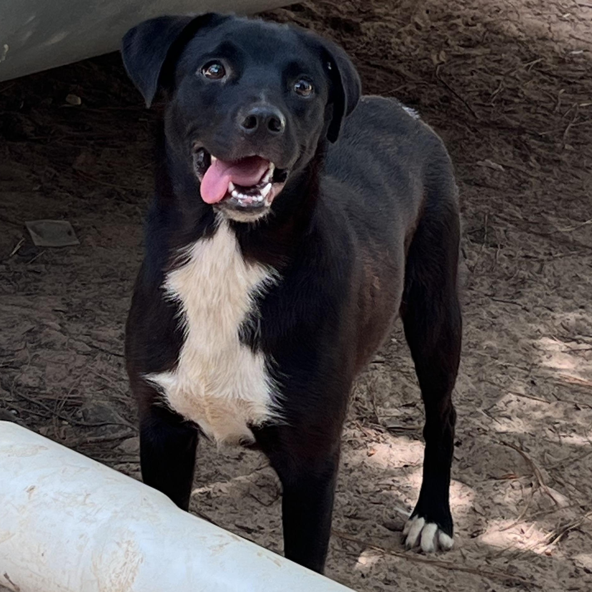 Tessa, a Adoptable mixed breed in Bryan, TX image 3/6