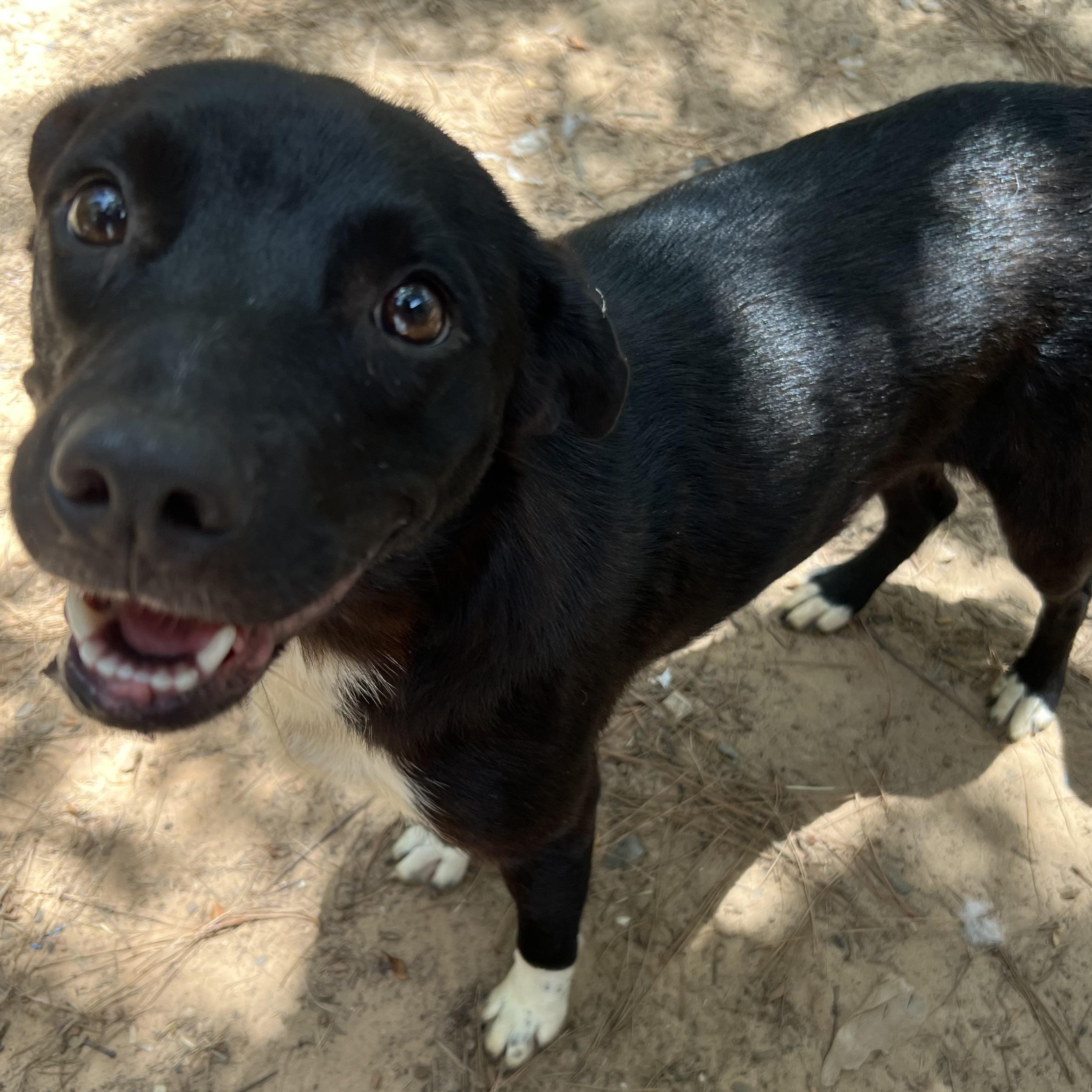 Tessa, a Adoptable mixed breed in Bryan, TX image 6/6