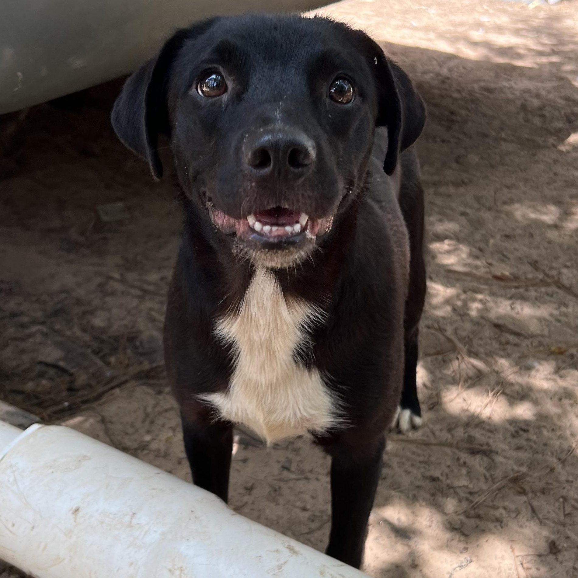 Tessa, a Adoptable mixed breed in Bryan, TX image 1/6