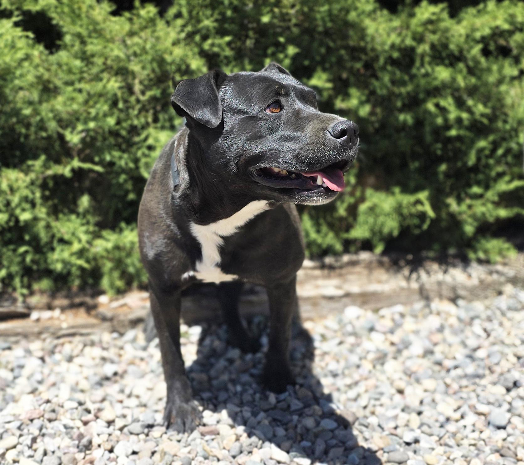 Enlarge Sensational Ms Shade, SUBLIME, a Adoptable American Staffordshire Terrier in Albuquerque, NM image 3/4