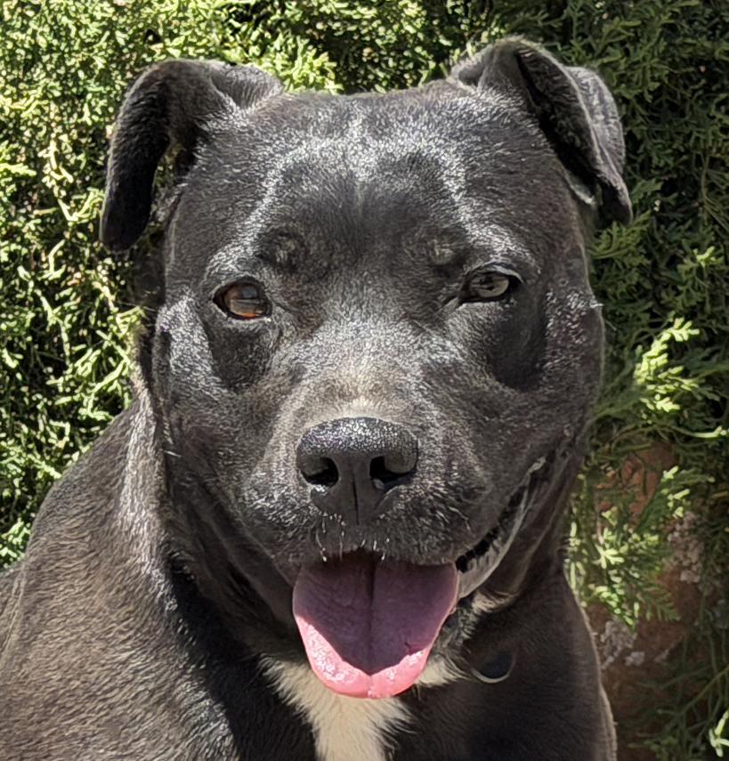 Sensational Ms Shade, SUBLIME, Adoptable, Young Female American Staffordshire Terrier.