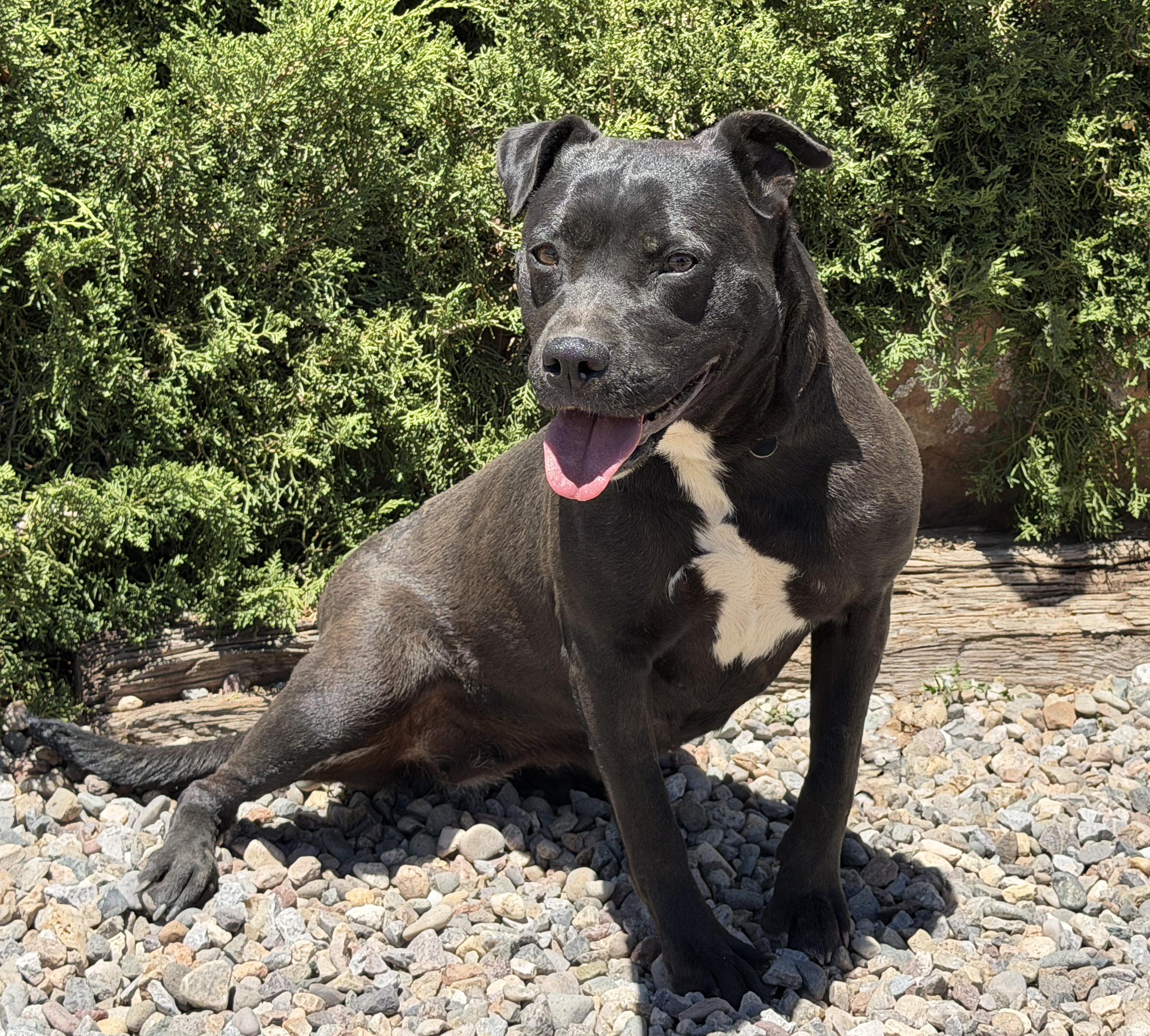 Enlarge Sensational Ms Shade, SUBLIME, a Adoptable American Staffordshire Terrier in Albuquerque, NM image 4/4