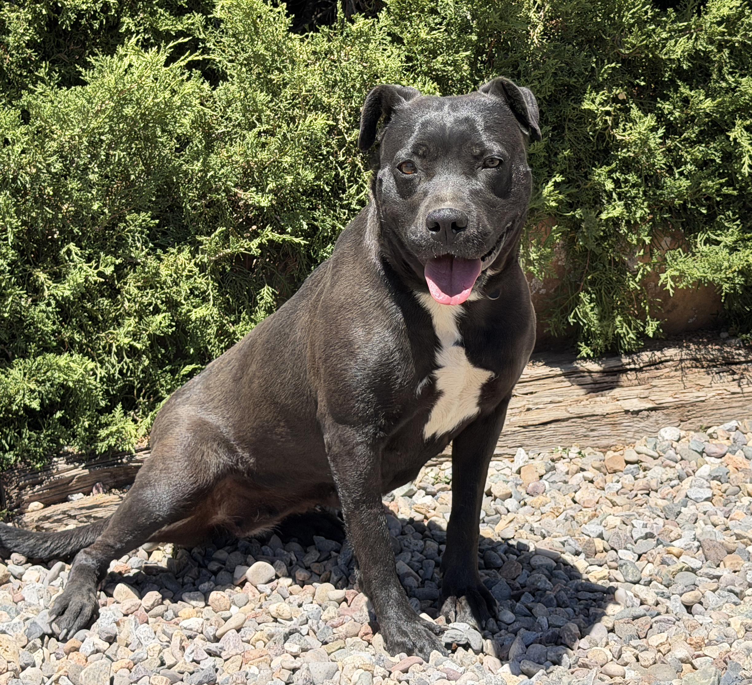 Enlarge Sensational Ms Shade, SUBLIME, a Adoptable American Staffordshire Terrier in Albuquerque, NM image 2/4