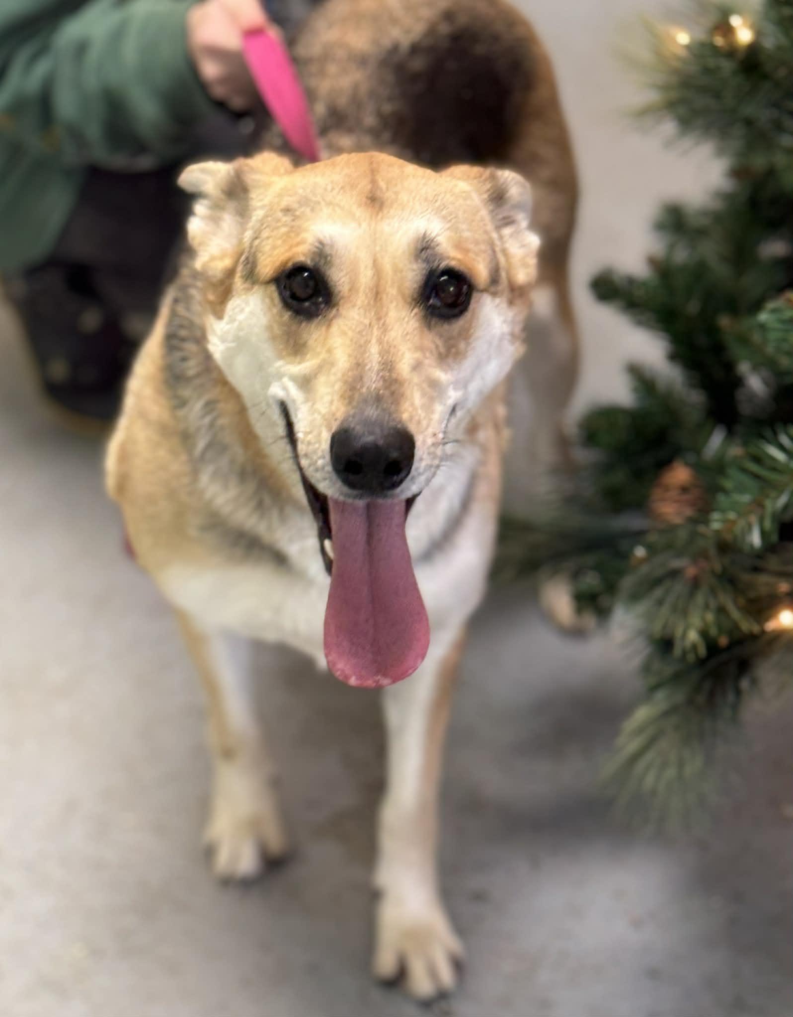 Shayla, Adoptable, Young Female German Shepherd Dog.