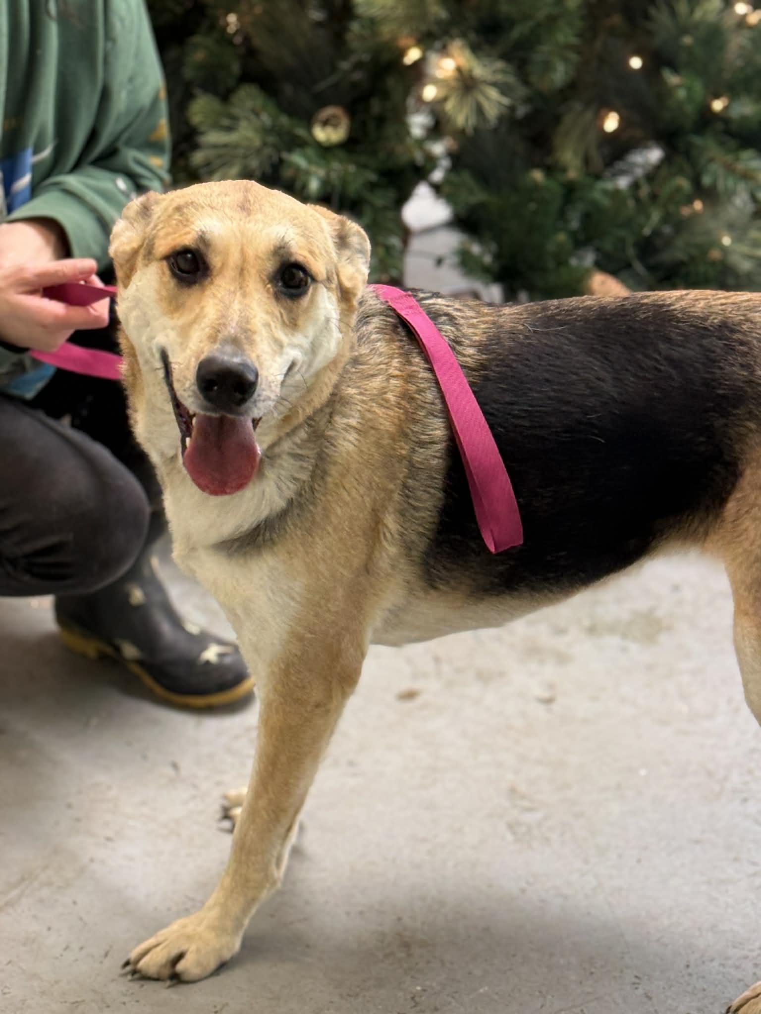 Enlarge Shayla, a Adoptable mixed breed in Fayetteville, WV image 2/5