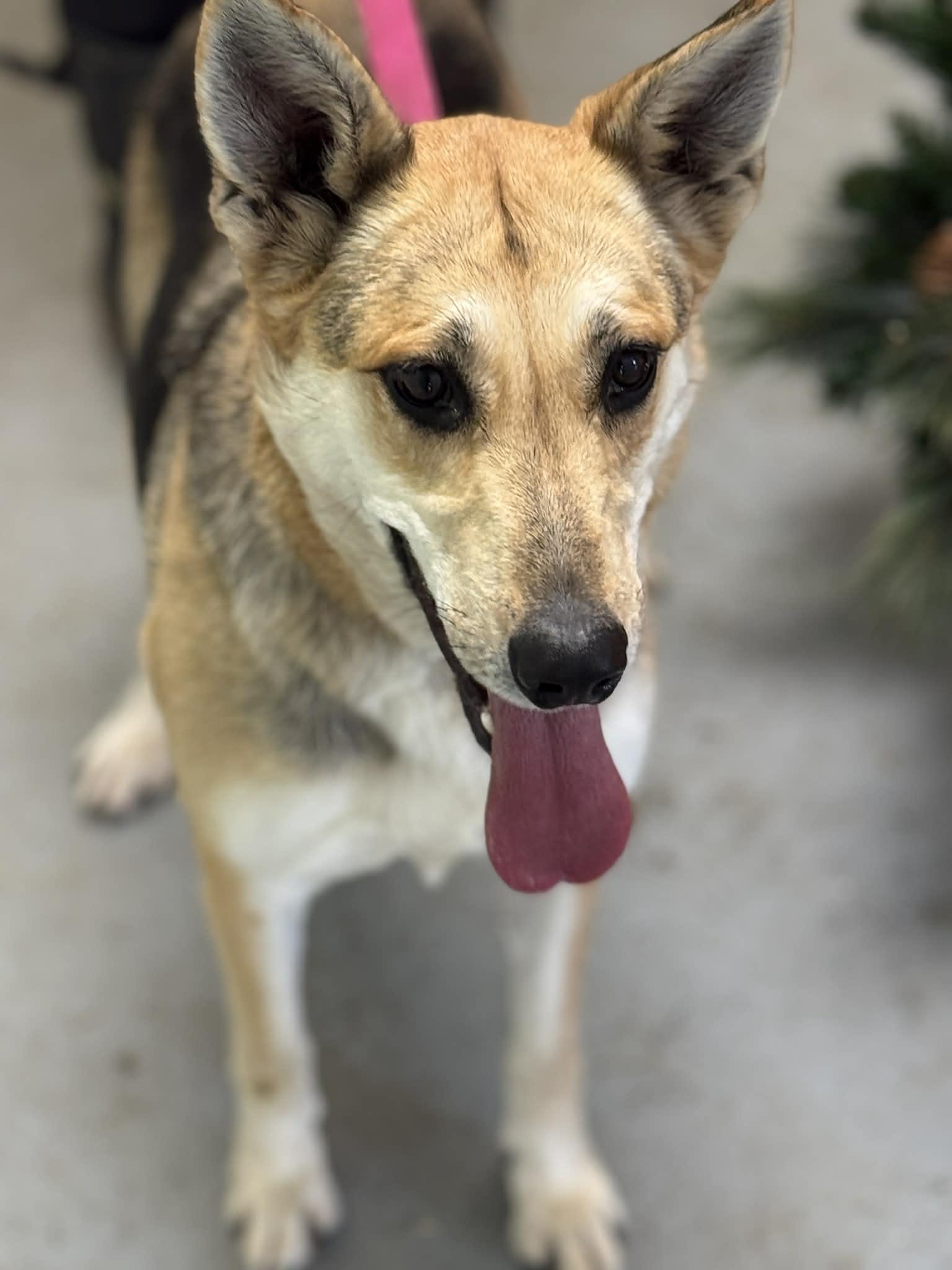 Enlarge Shayla, a Adoptable mixed breed in Fayetteville, WV image 3/5