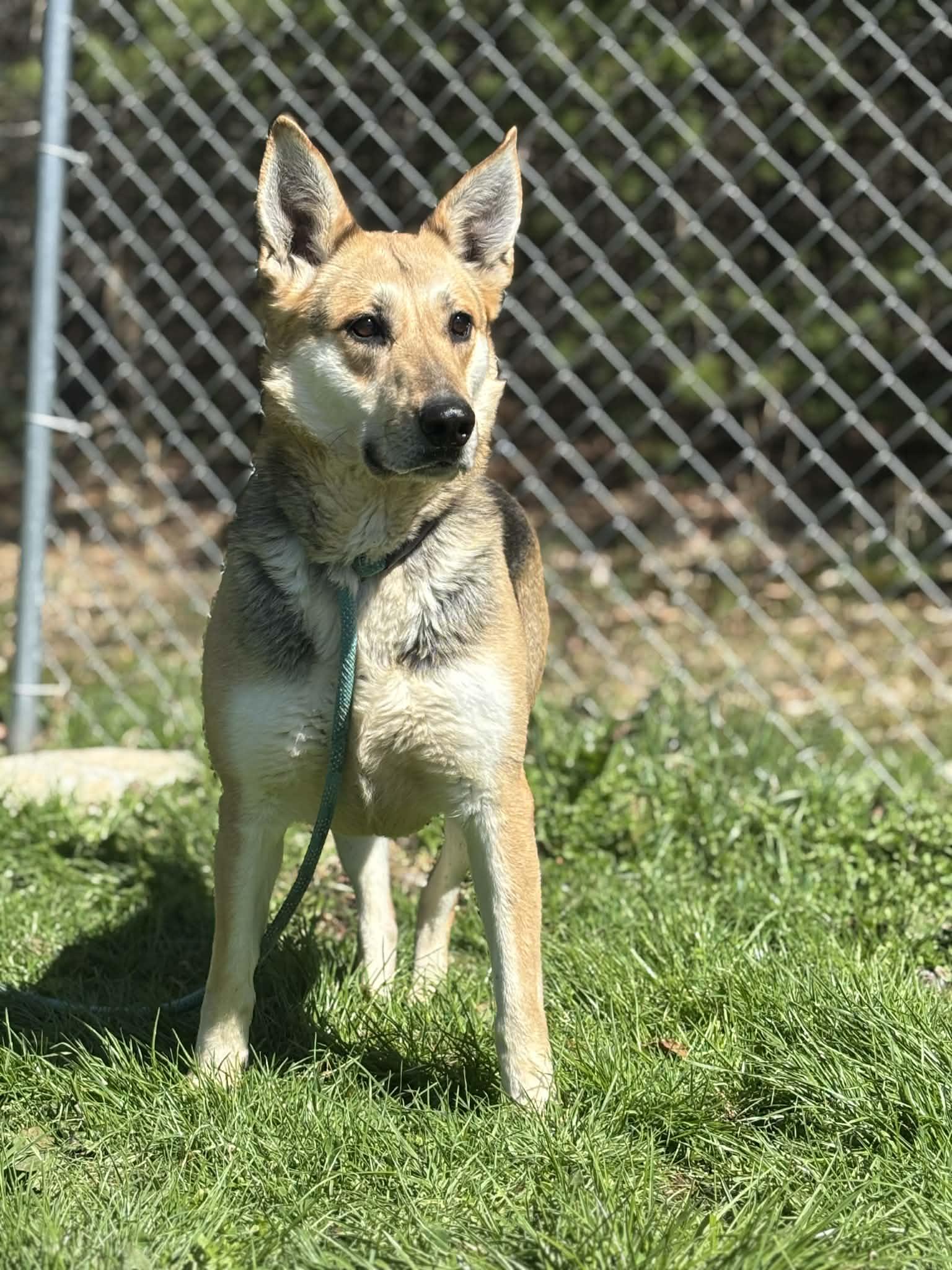 Enlarge Shayla, a Adoptable mixed breed in Fayetteville, WV image 4/5
