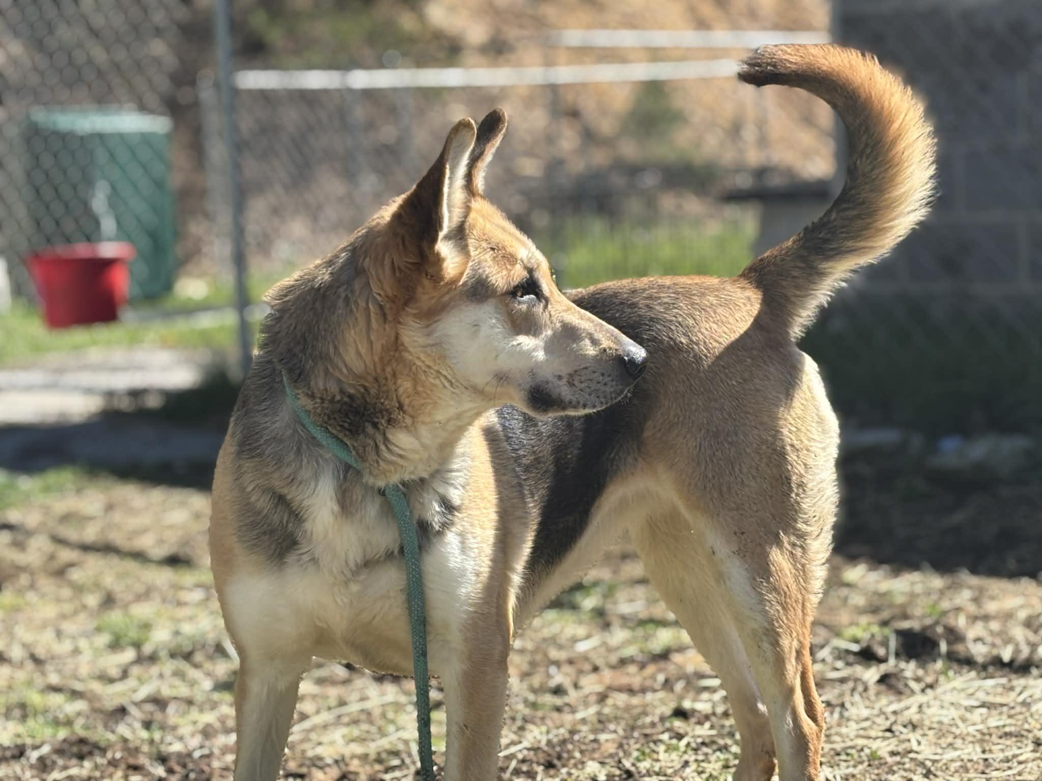 Enlarge Shayla, a Adoptable mixed breed in Fayetteville, WV image 5/5