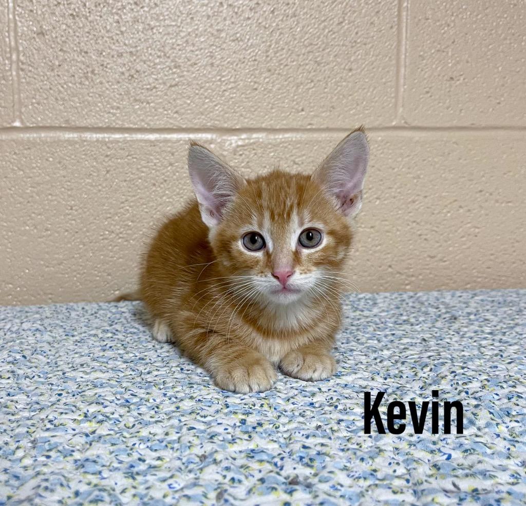 Kevin, Adoptable, Kitten Male Domestic Short Hair.