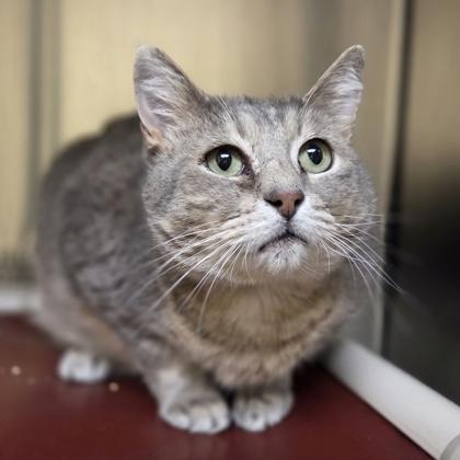 Enlarge Sage, a Adoptable mixed breed in Westland, MI image 1/3