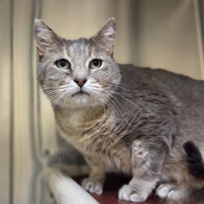 Enlarge Sage, a Adoptable mixed breed in Westland, MI image 2/3