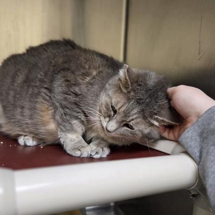 Enlarge Sage, a Adoptable mixed breed in Westland, MI image 3/3